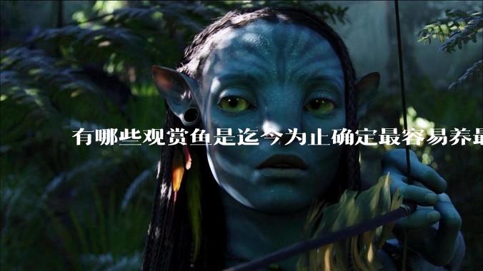 有哪些观赏鱼是迄今为止确定最容易养最不容易死的？